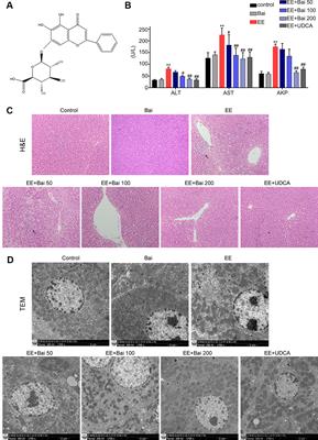 Baicalin Protects Against 17α-Ethinylestradiol-Induced Cholestasis via the Sirtuin 1/Hepatic Nuclear Receptor-1α/Farnesoid X Receptor Pathway